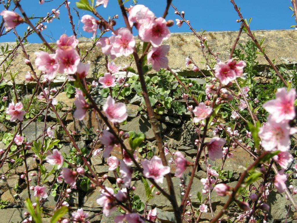Finca Portizuelo لواركا المظهر الخارجي الصورة