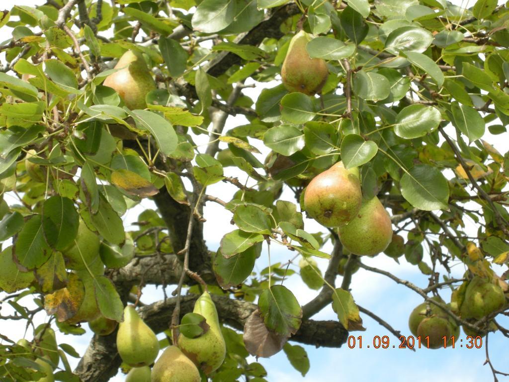 Finca Portizuelo لواركا المظهر الخارجي الصورة