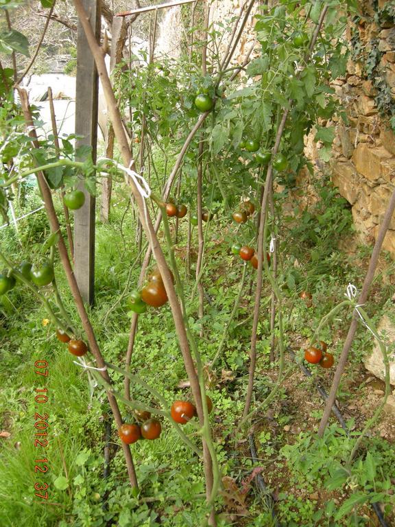Finca Portizuelo لواركا المظهر الخارجي الصورة